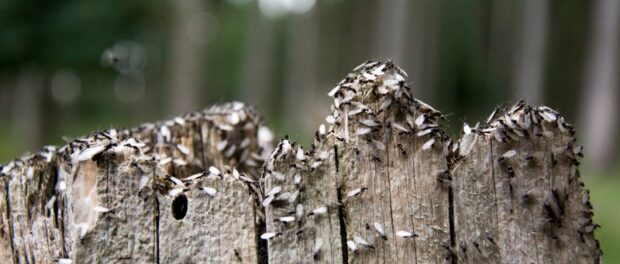 hormigas voladoras en casa significado espiritual